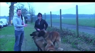 Funny Dogs Video Compilation 2015
