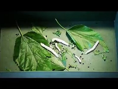 VID-20151028-WA0002.mp4