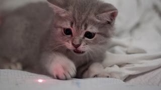 Animals chasing laser pointers Funny animals compilation