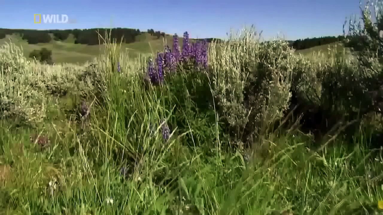 Animal attack - Grizzly Bears fighting Wolves for Territory - Full HD Nature Wildlife Documentary