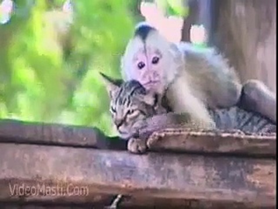 A monkey disturbs a cat badly