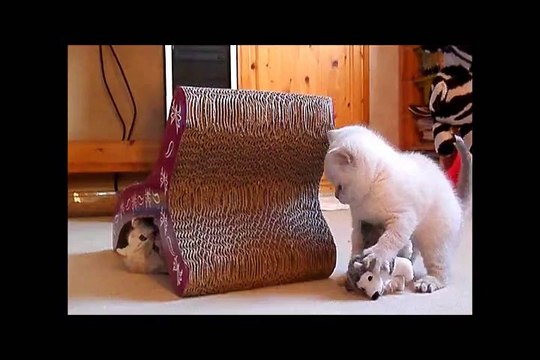 Les chatons ont 5 semaines