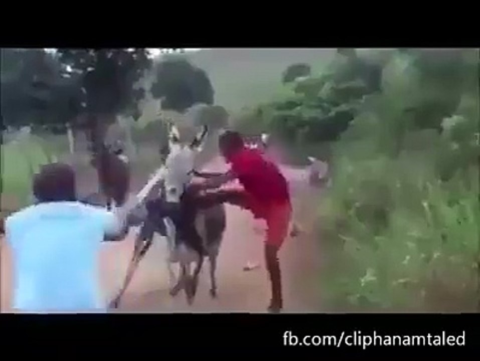 funny video