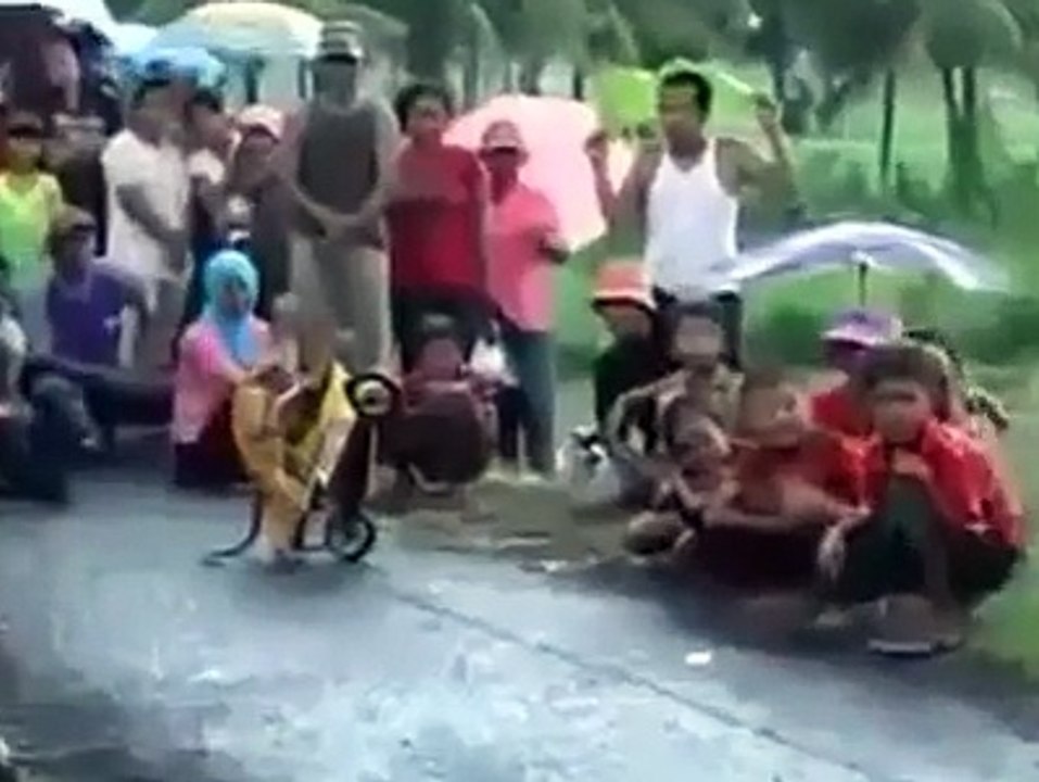 monkey-drive-a-small-motorcycle-is-very-