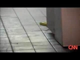 Rats At Taco Bell/KFC Gone Wild!