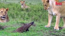 Lion Vs Mongoose - Mongoose Fends Off Four Lions-1TPn1-SJqVM