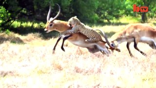 Leopard Attack - Antelope Narrowly Escapes Death-bQudGdm4QQc