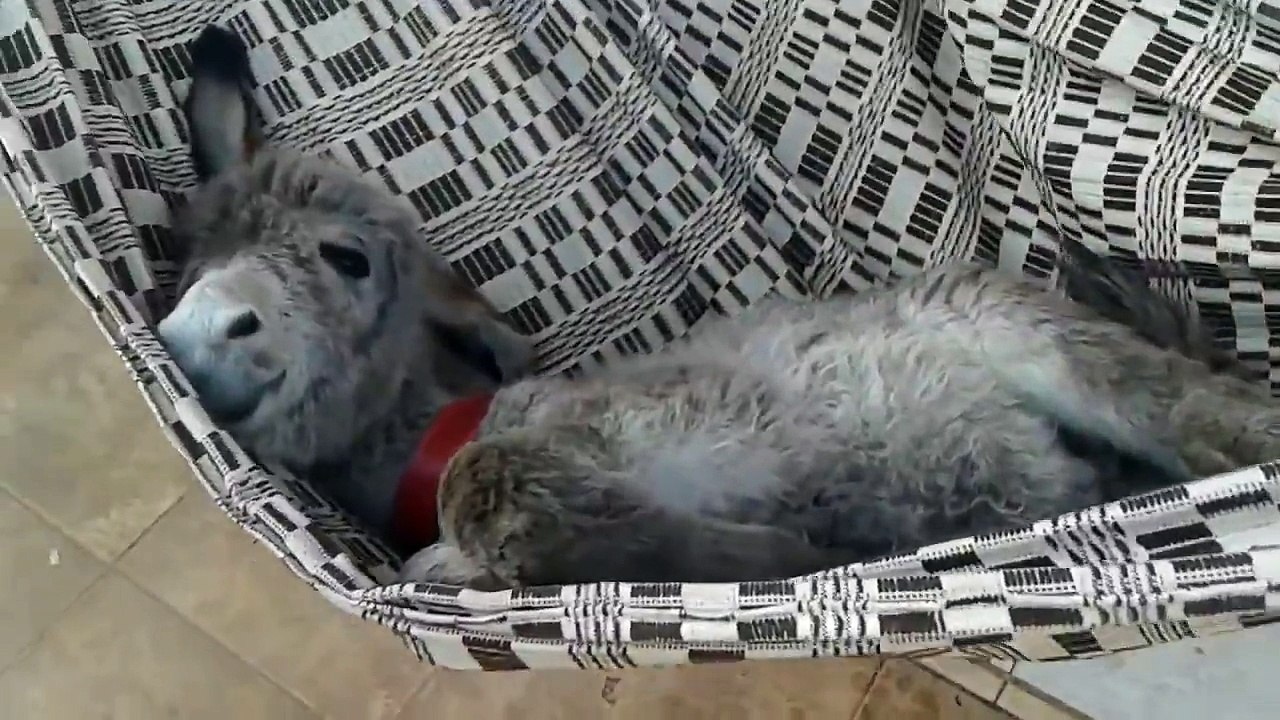 Donkey In A Hammock