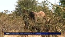 Zimbabwe : une soixantaine d'éléphants pris dans les pièges des braconniers