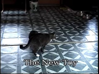 Gato Vs Helicoptero 2! ★ Gato divertido gato chistoso gato tierno loco risa humor