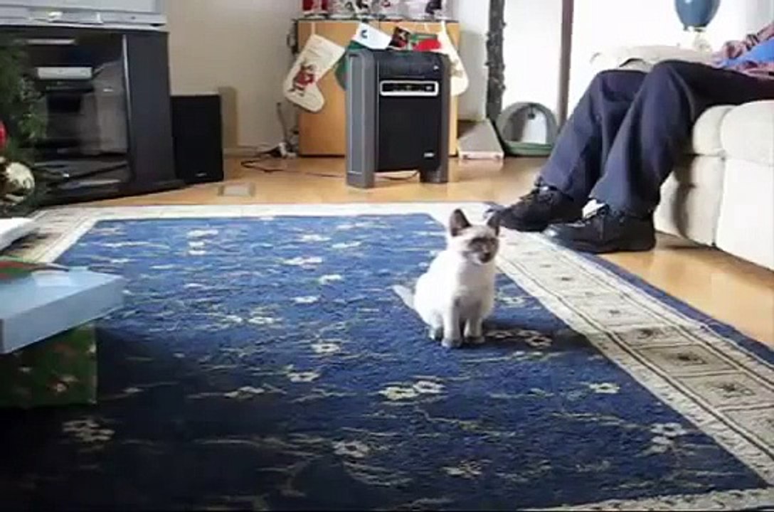Gato Vs Helicoptero! ★ Gato divertido gato chistoso gato tierno loco risa humor