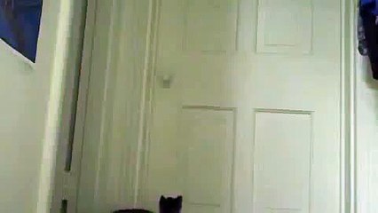 INCREIBLE FORMA DE UN GATO DE ABRIR LA PUERTA! MIRALO! humor gatos - video divertido gatos