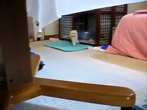 Los 5 Gatos Mas Tiernos Del Mundo 2 ! ♥ VOTA POR TU GATO PREFERIDO! ► Gatos Tiernos