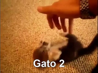 Los 5 Gatos Mas Tiernos Del Mundo! ♥ VOTA POR TU GATO PREFERIDO! ► Gatos Tiernos