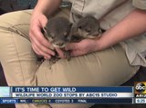Baby otters from Wildlife World Zoo visit ABC15 Mornings