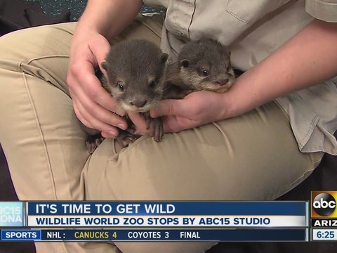 Baby otters from Wildlife World Zoo visit ABC15 Mornings