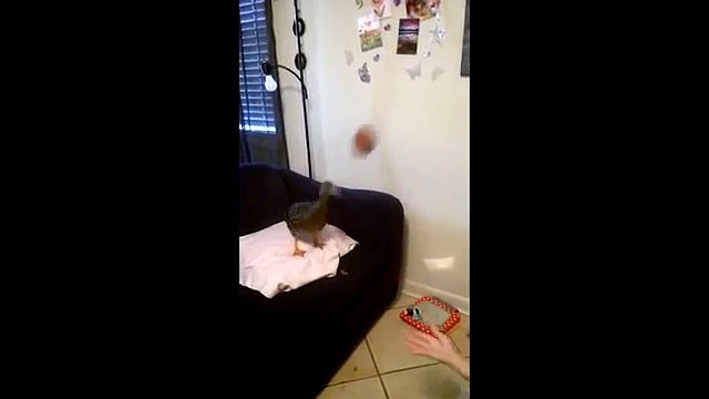 Lancer la balle à un canard... Trop mignon