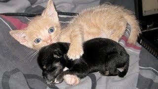 Brave protective animals Cute animal compilation