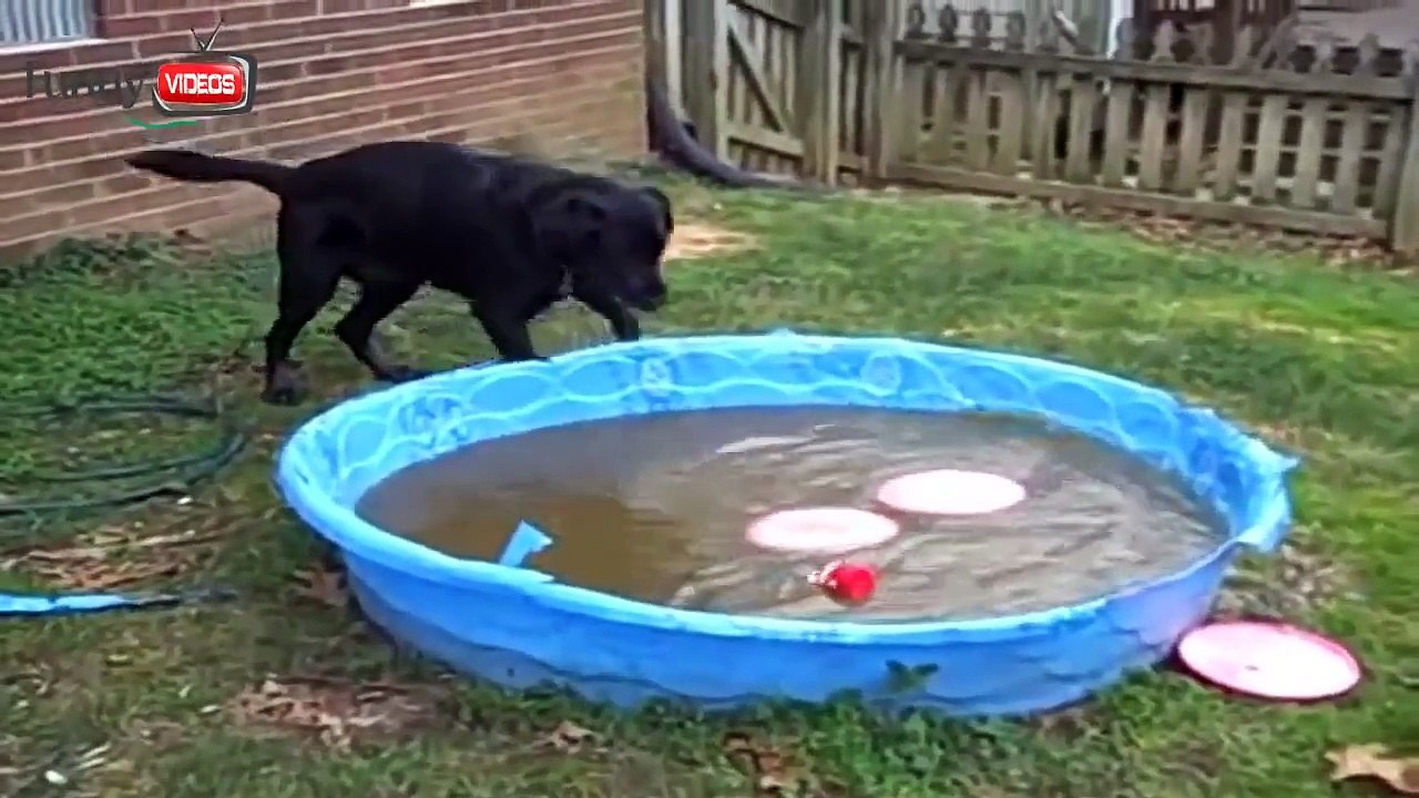 Funny Dog Video