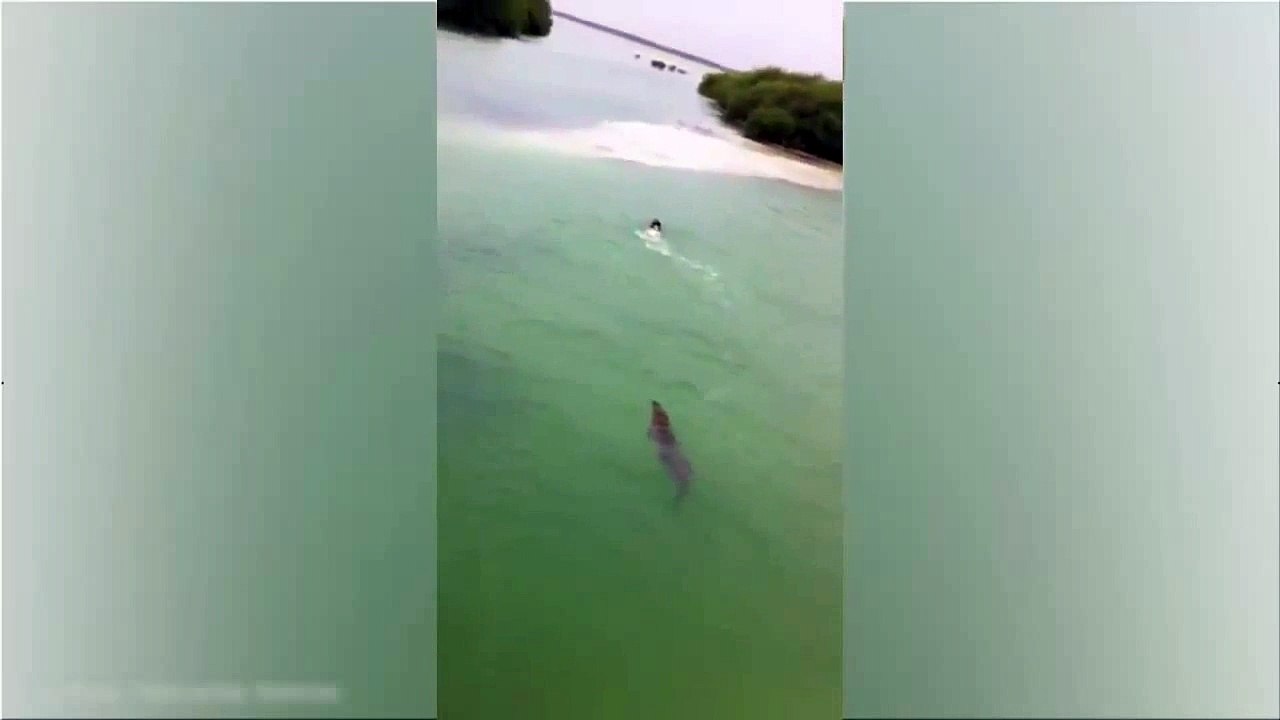 Cocodrilo gigante persigue a niño en Boca Paila | Crocodile Chases Swimming Tourist in Me