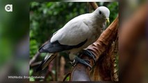 Beijing searches 10,000 pigeon anuses for bombs ahead of China’s National Day celebrations Animals World