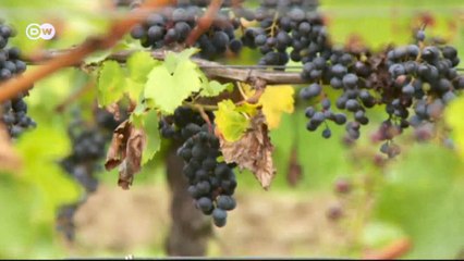 Wein mit Musik | Euromaxx