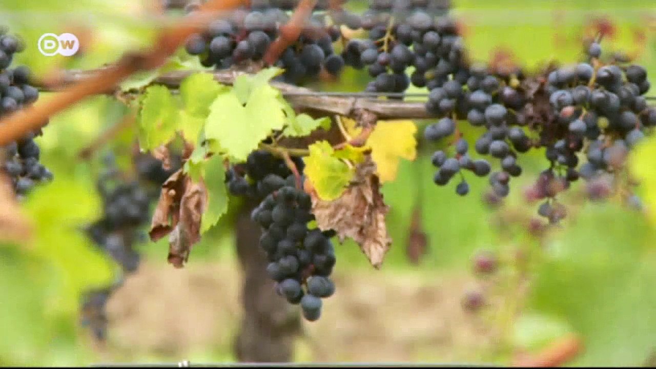 Wein mit Musik | Euromaxx