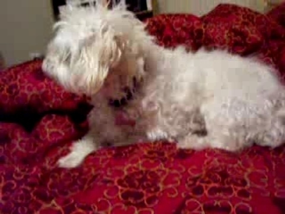 Snoopy
