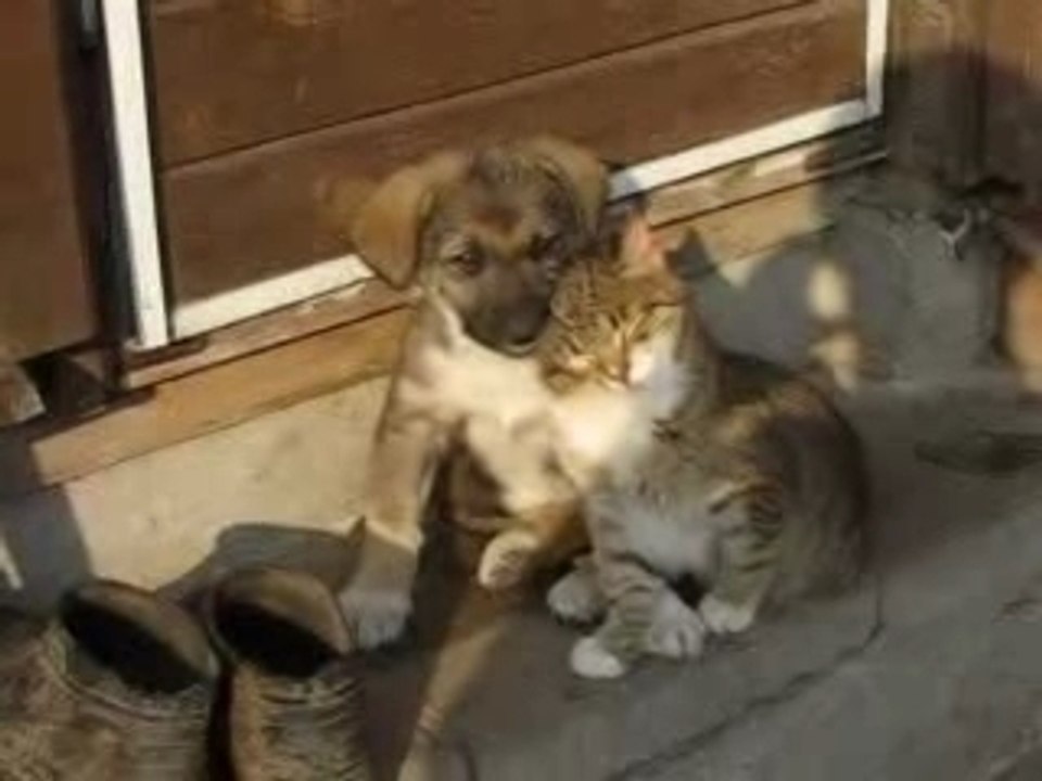 Amis