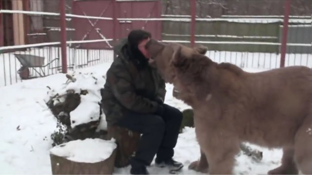 Домашний медведь