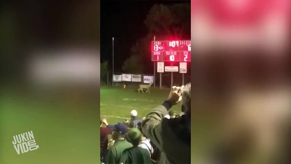 Deer Crashes High School Football Game  Rein-deer Delay