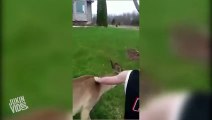 Deer Meets Family  Unexpected Guest