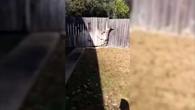 Deer Rescued From Fence Bambi Is Saved