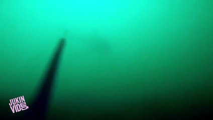 Diver Spots Great White Shark  Jaws IRL