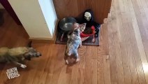 Dog Food In Halloween Candy Bowl Prank  Trick or Treat