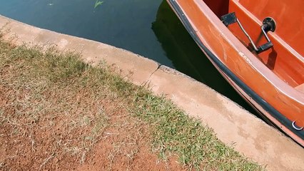 Awesome  fish ..swimming in a pond