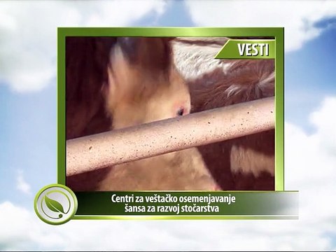 Vesti - Centri za veštačko osemenjavanje - šansa za razvoj stočarstva