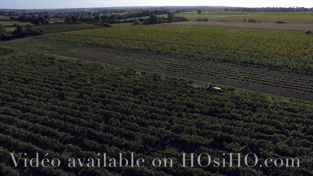 Vendange à la main en Anjou vu par drone, Rochefort sur Loire, Pays de La Loire, France (4)