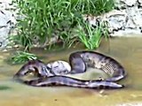 Giant Anaconda snake throws out the cow it swallowed earlier