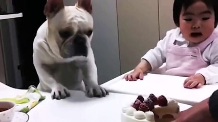 Бульдог сладкоежка обиделся