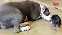 Cute Piglet Is Best Friends With Pit Bull Terrier Rescue Dog-copypasteads.com