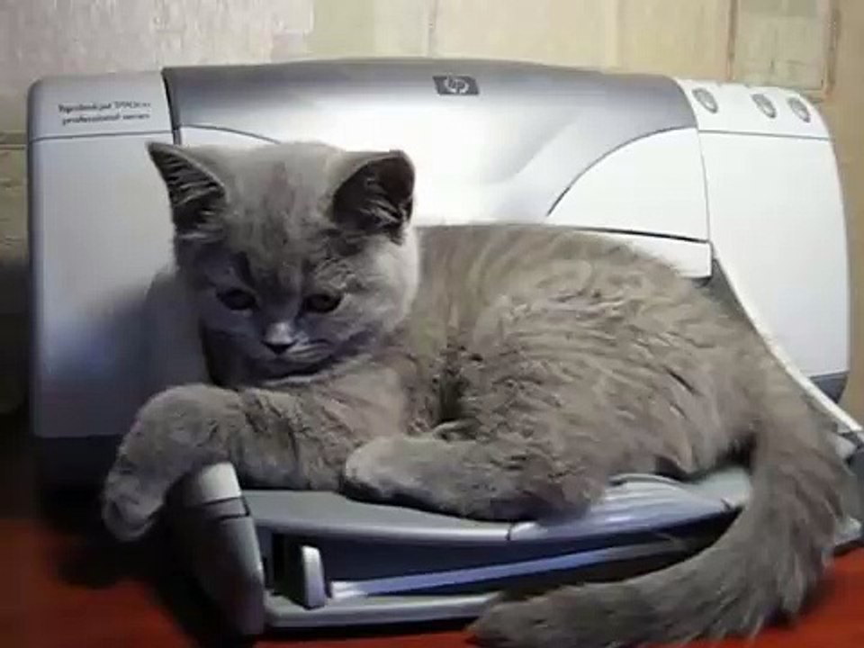 Printer ile Kedi