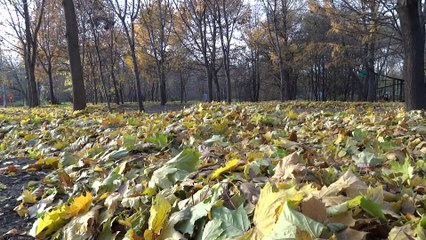 Времена года-осень-октябрь