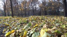 Времена года-осень-октябрь