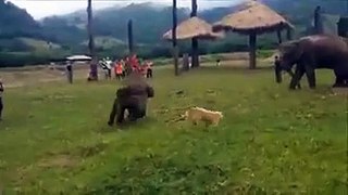 Un divertido juego entre un perro y un elefante bebé