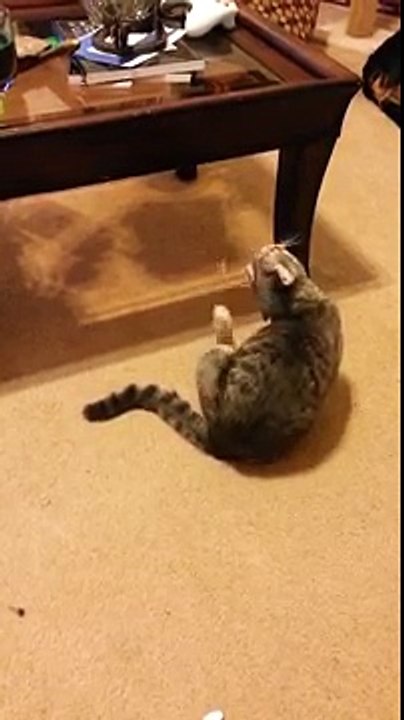 Chat vs Autocollant sur la tête