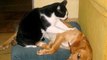 Funny cats massaging and petting dogs Cute animal compilation