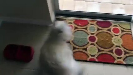 Un chien découvre une piscine dans sa nouvelle maison