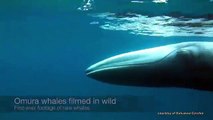 Une très rare espece de baleine filmée pour la première fois
