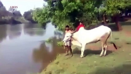 animal training can make animal a friend - Video Dailymotion